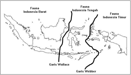 Perbedaan-Garis-Wallace-dan-Garis-Weber