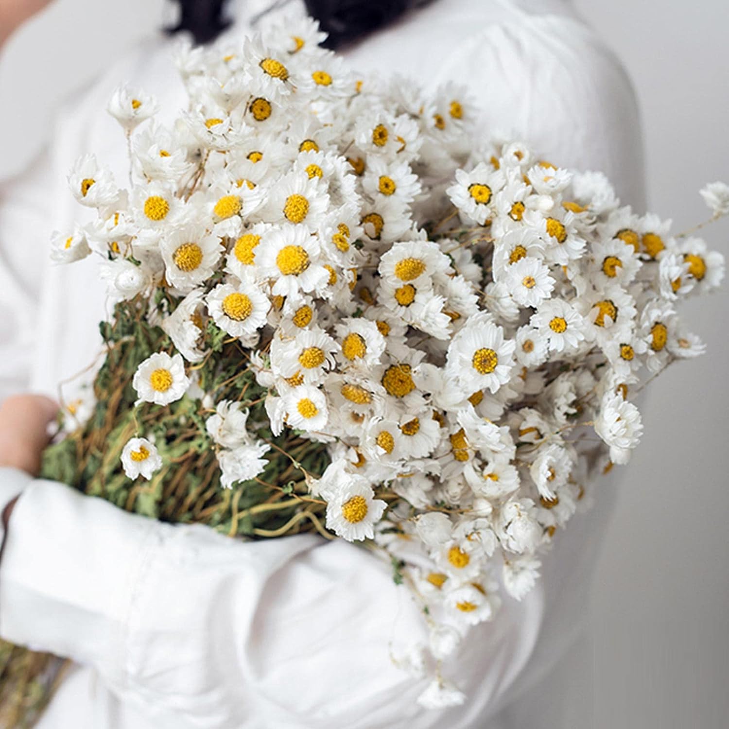 daisyyy